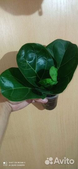 Фикусы разные