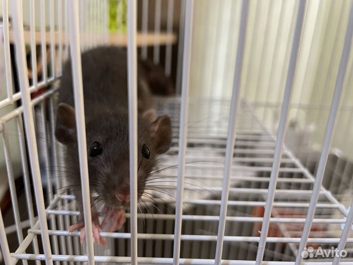 Крысы дамбо девочки