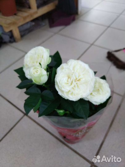Комнатные цветы