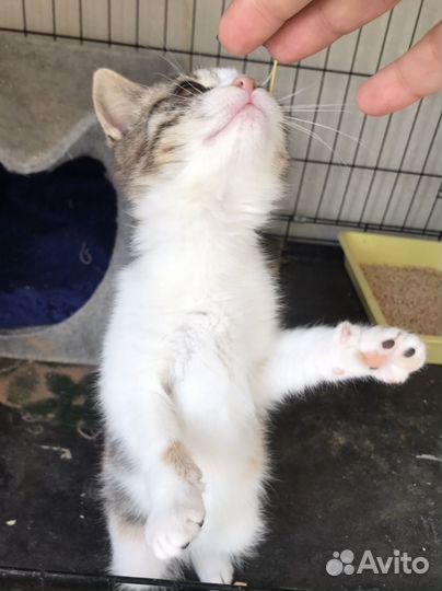 Котенок девочка в добрые руки