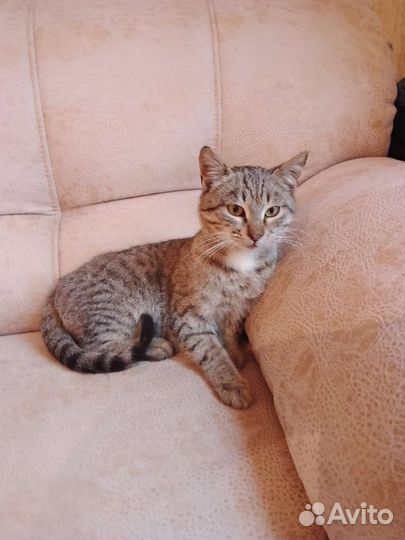 Котик молодой