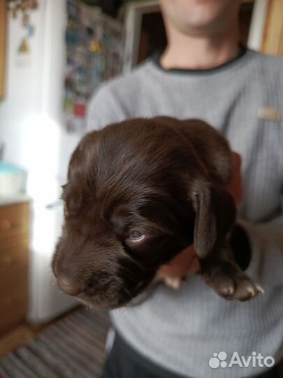 Щенки спаниеля