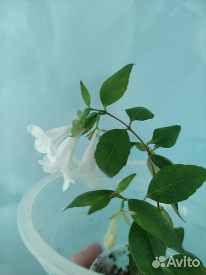 Абелия Гибискус Гибазис