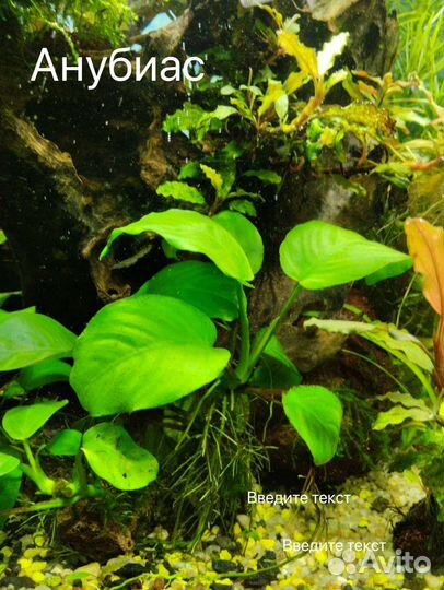 Аквариумные растения