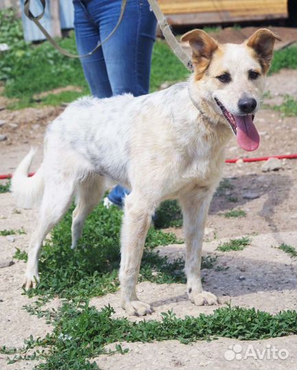 Собака в поиске дома