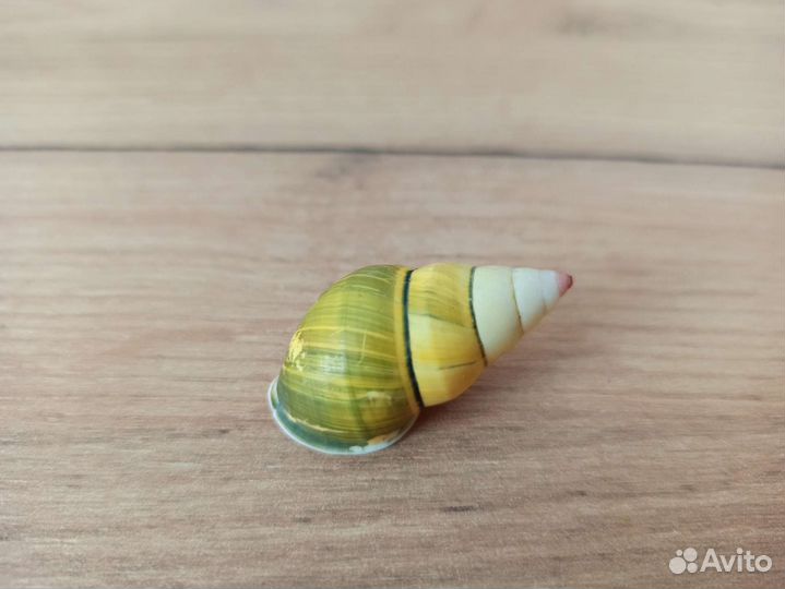 Морская раковина