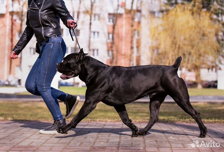 Кобель вязка Кане Корсо
