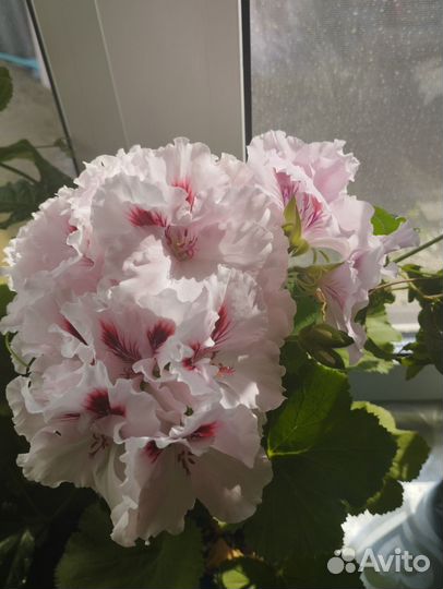 Комнатные растения цветы