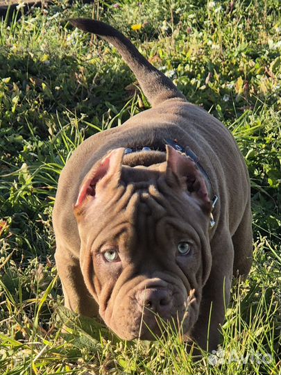 Американский булли покет