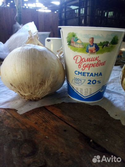 Лук Суворова