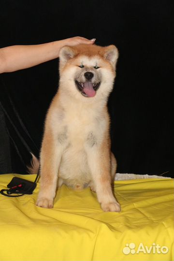 Шикарный мальчик Акиты