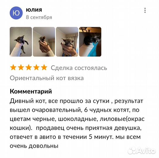 Ориентальный кот вязка
