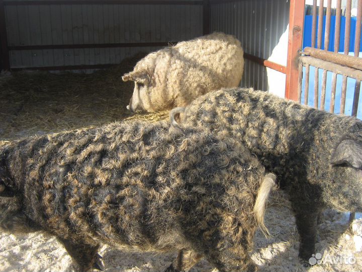 Венгерская мангалица