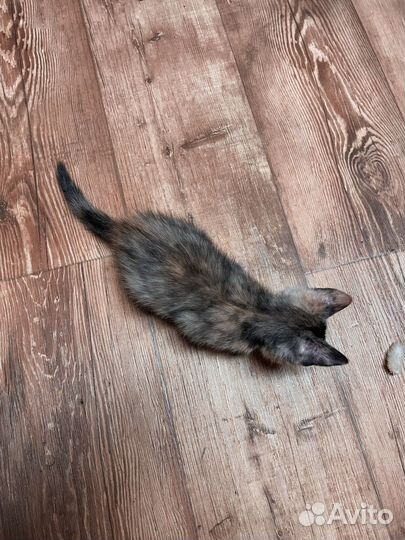 Кошка в добрые руки