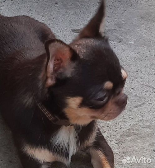 Шоколадный Чих- Жених