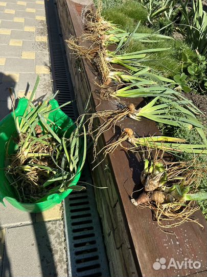 Ирис желтые