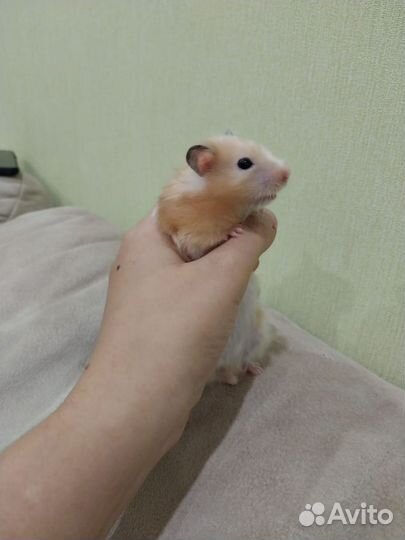 Ручной хомяк с клеткой