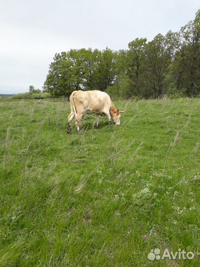 Корова дойная