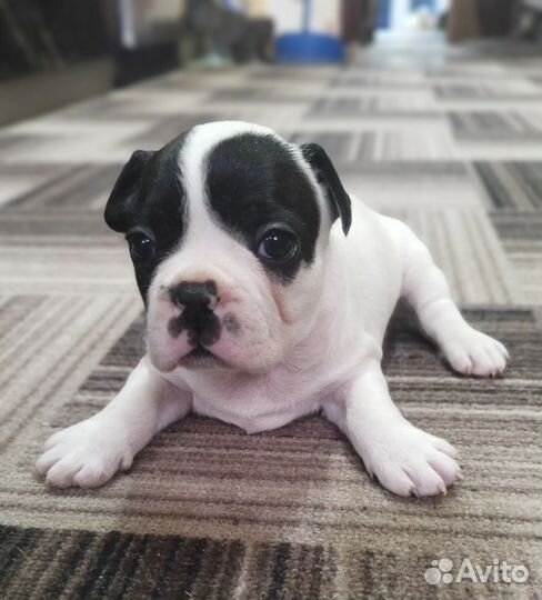 Французский бульдог