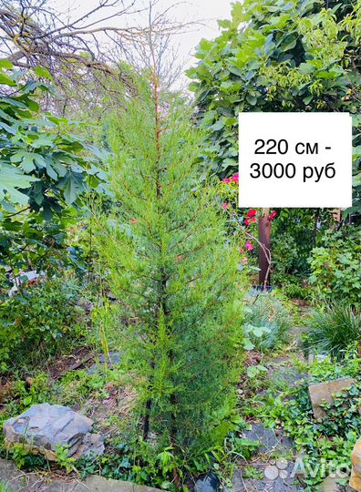 Кипарис крымский