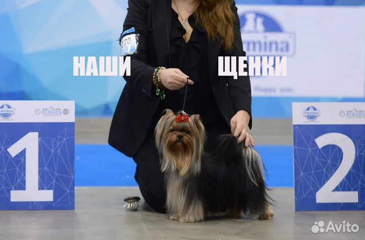 Йоркширский терьер вязка