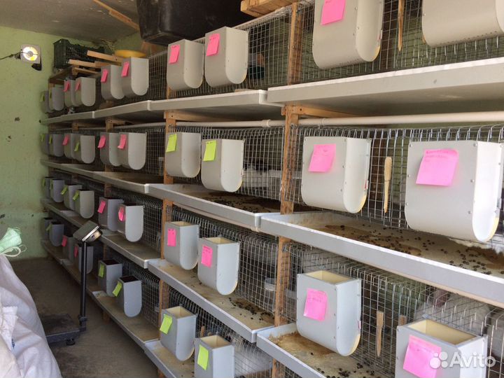 Бункерная кормушка для кроликов