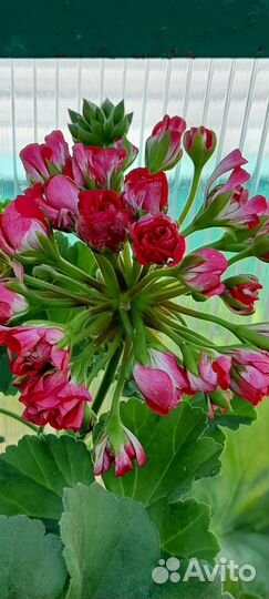 Пеларгония герань