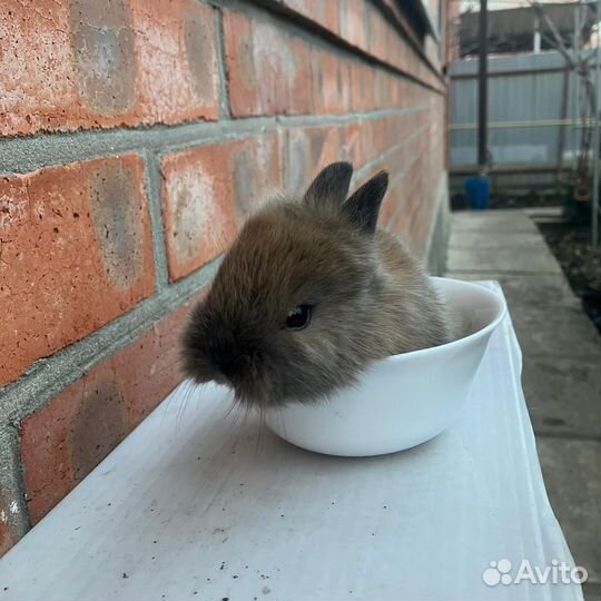 Карликовый кролик