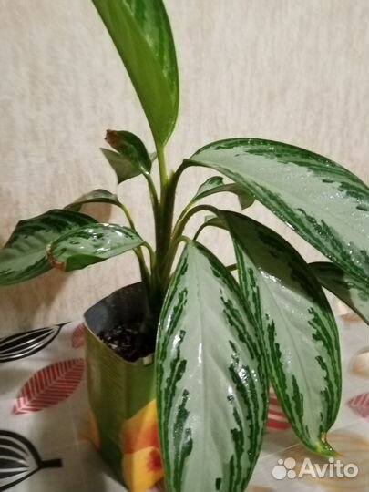 Аглаонема сильвер бей