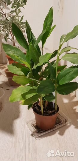 Мушмула Японская, Кофе Арабика, Кардамон, Розмарин