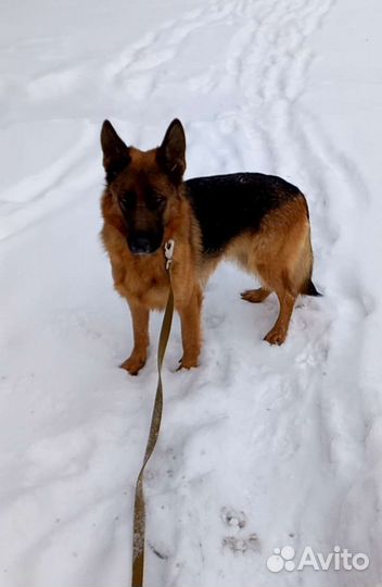 Услуги кинолога