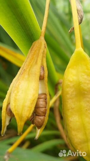 Семена Ирис жёлтый болотный