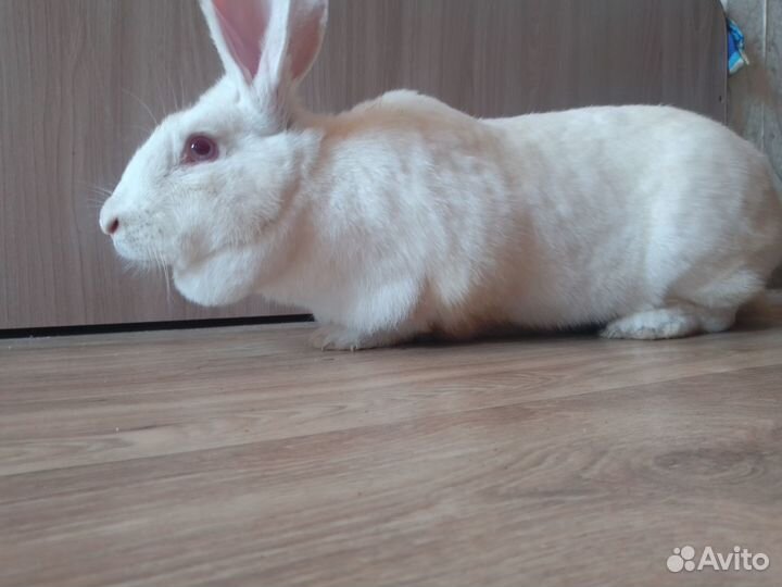 Крольчиха самка