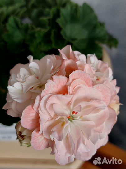 Пеларгония герань сортовая (коллекционная) разные