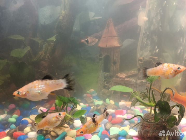 Аквариумные рыбки