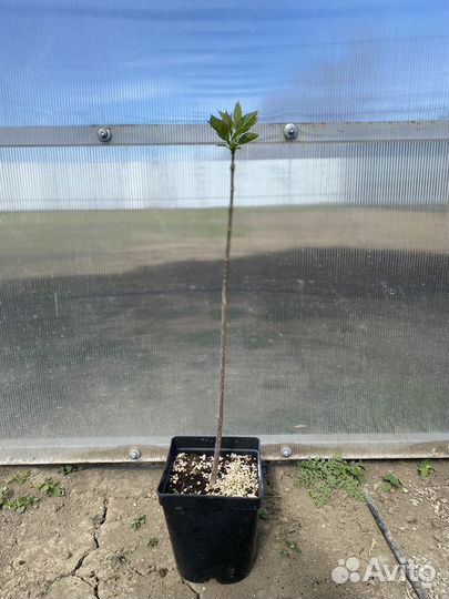 Саженцы катальпы