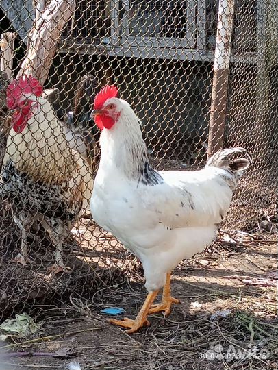 Петушки Адлерской серебристой