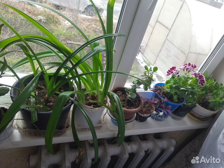 Комнатные растения цветы