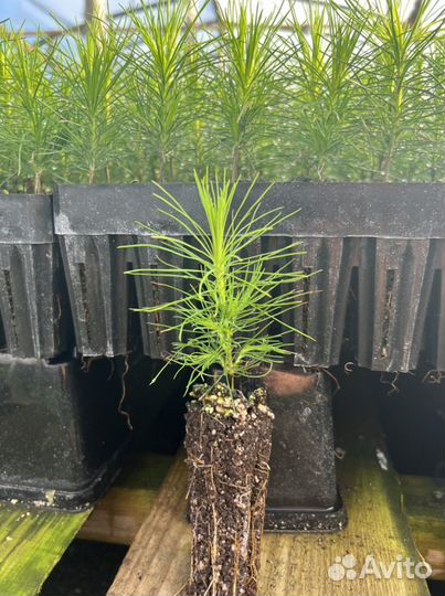 Сосна с зкс и окс сеянцы для Лесовосстановления