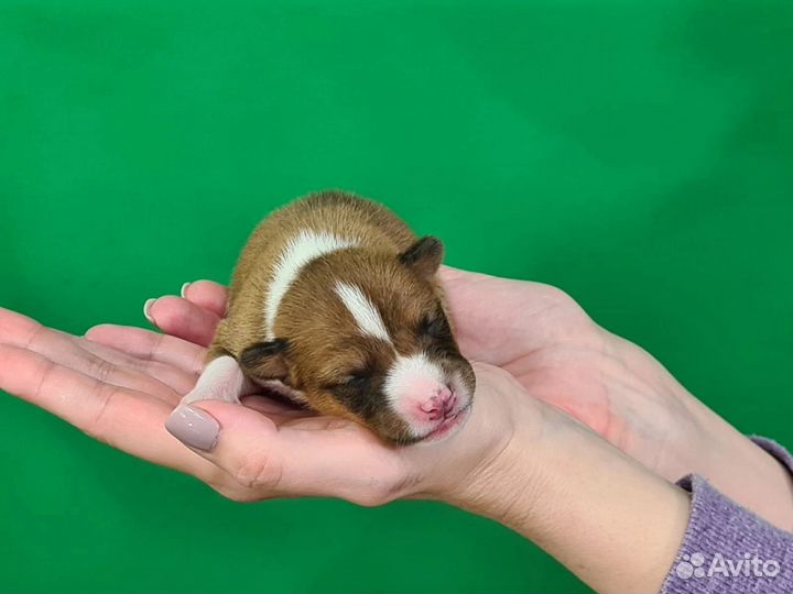 Щенки басенджи