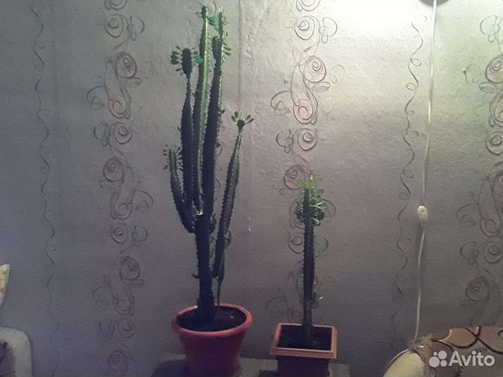 Молочай трехгранный