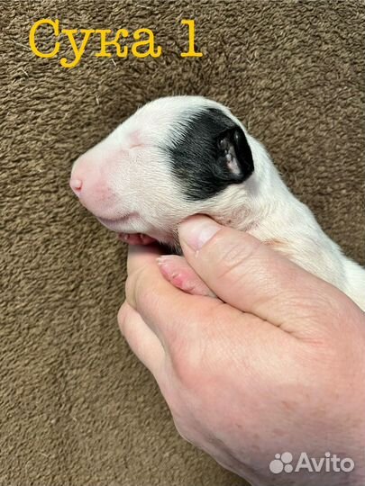 Стандартный бультерьер