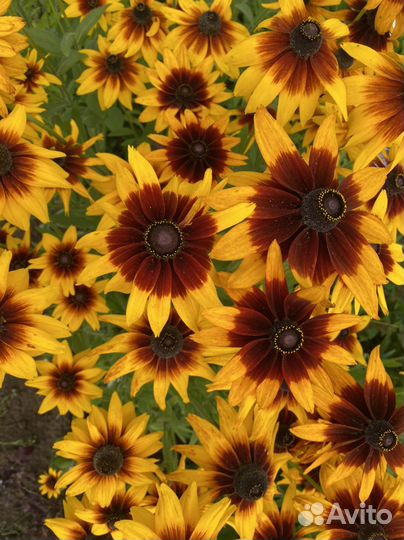 Многолетние растения