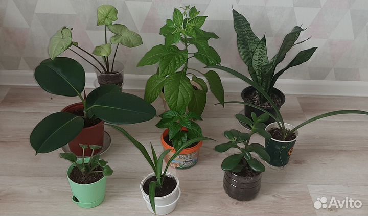 Комнатные растения