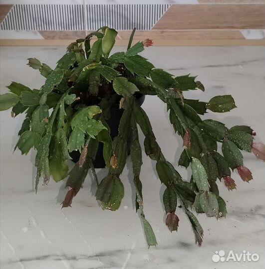 Декабрист шлюмбергера