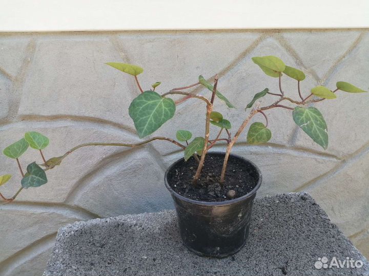 Саженцы декоративные гибискус пассифлора плющ