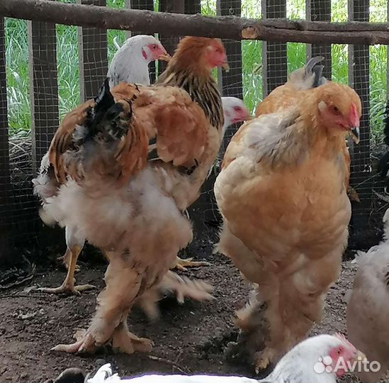Продам или обменяю Петушков Брама