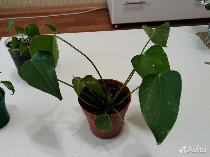 Антуриум с красным цветком