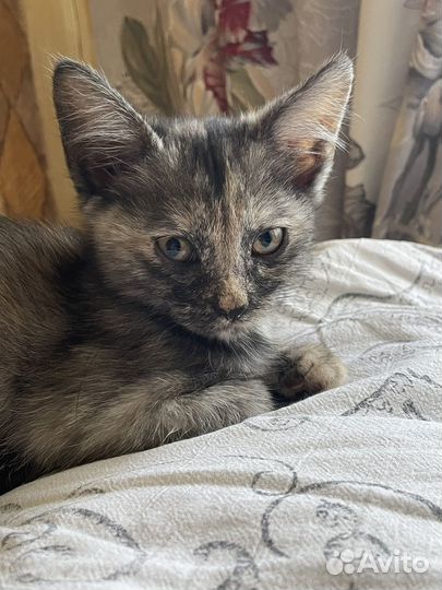 Котенок девочка в добрые руки