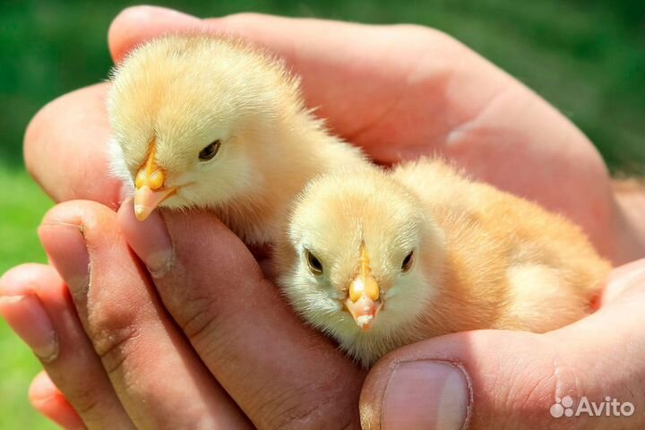 Цыплята суточные несушки